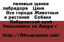 палевые щенки лабрадора › Цена ­ 30 000 - Все города Животные и растения » Собаки   . Хабаровский край,Николаевск-на-Амуре г.